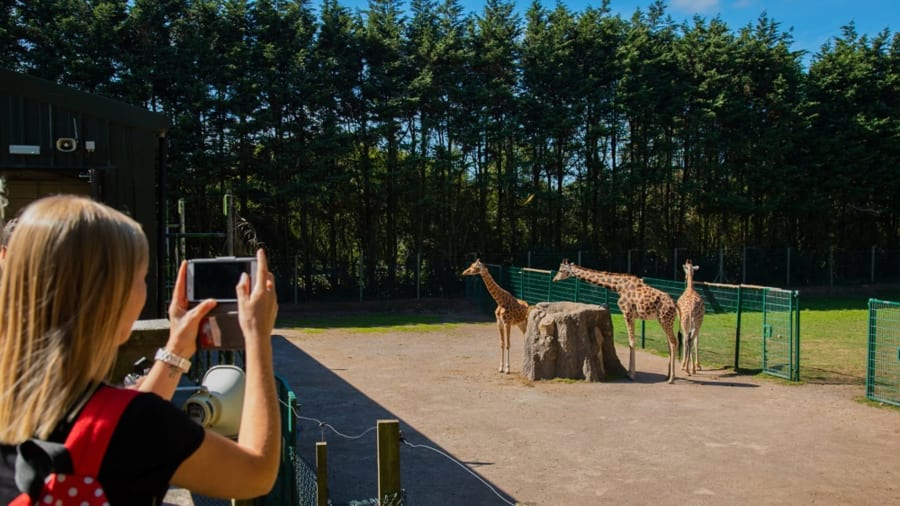 Visitor photographing giraffes at Blackpool Zoo