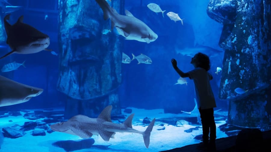 Child watching sharks in the Sea Life Blackpool tank